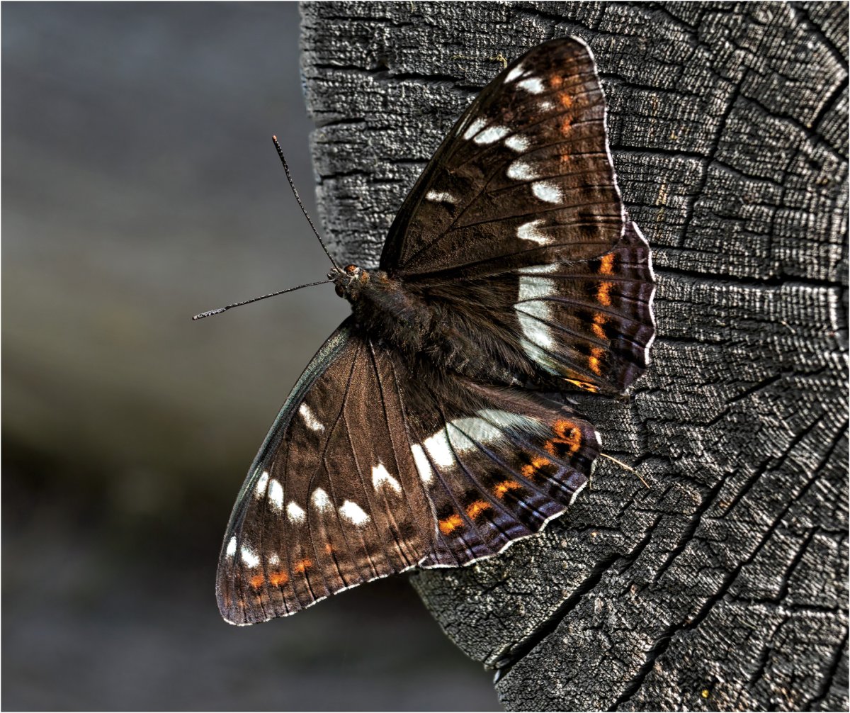 Роден ночная бабочка