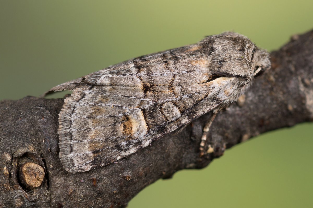 Красная орденская лента (Catocala nupta)