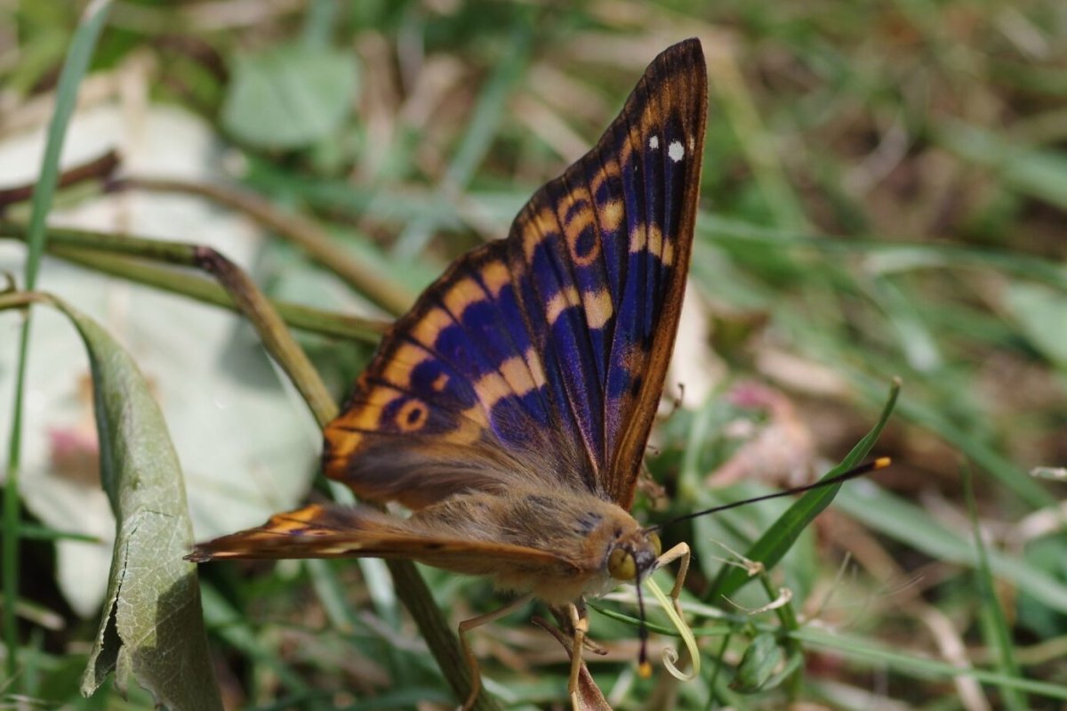 Голубая Ленточница бабочка