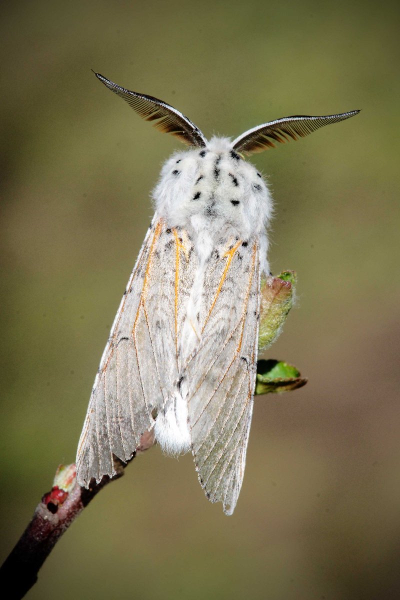 Коллекция Catocala