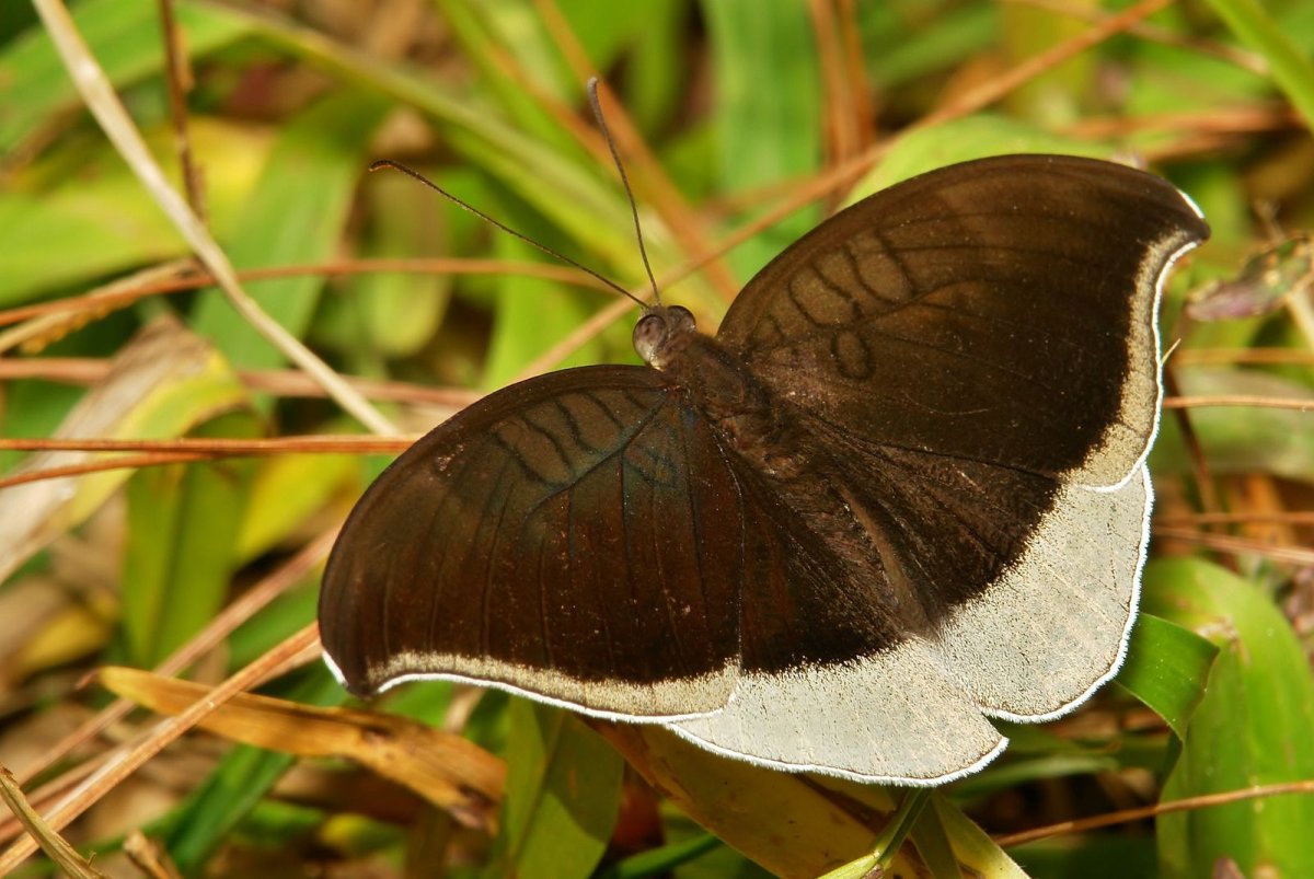 Гусеница бабочки ленточницы