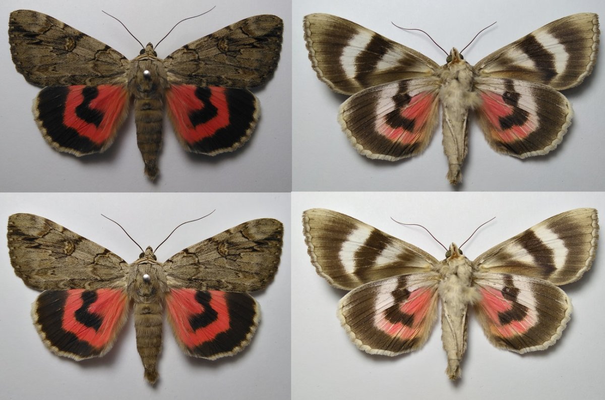 Ленточница Ивовая