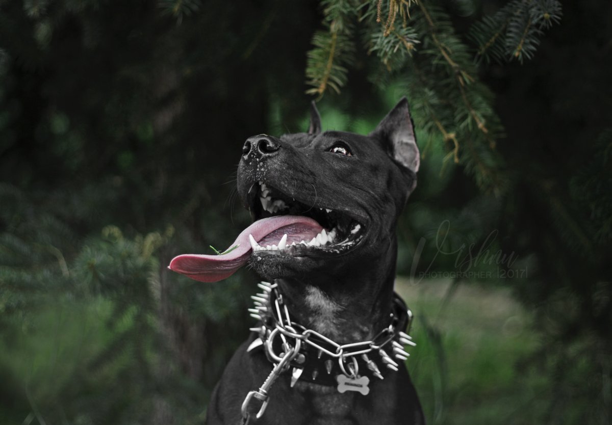 Питбуль Блэк Кинг