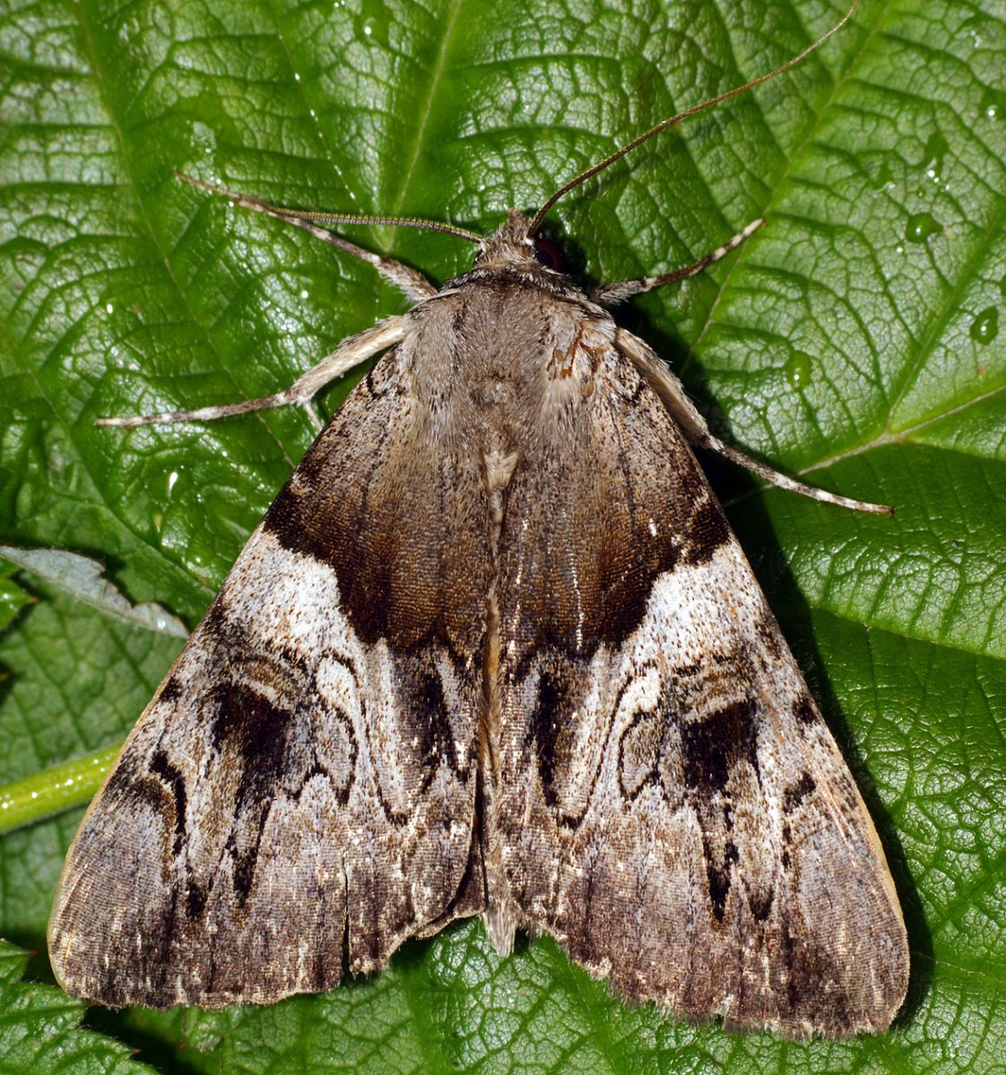 Бабочка Павлиноглазка цекропия