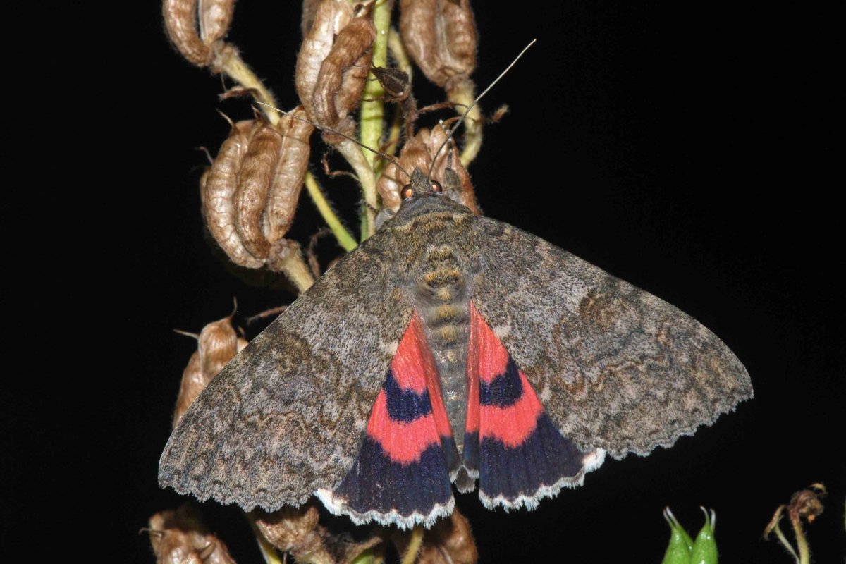 Ленточница Ивовая