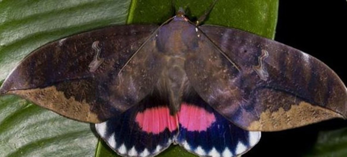 Emily Yeadon бабочки