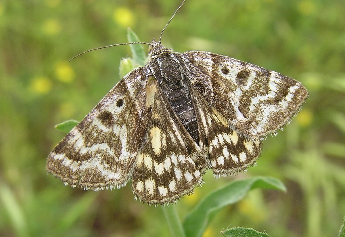 Ленточник Тополевый