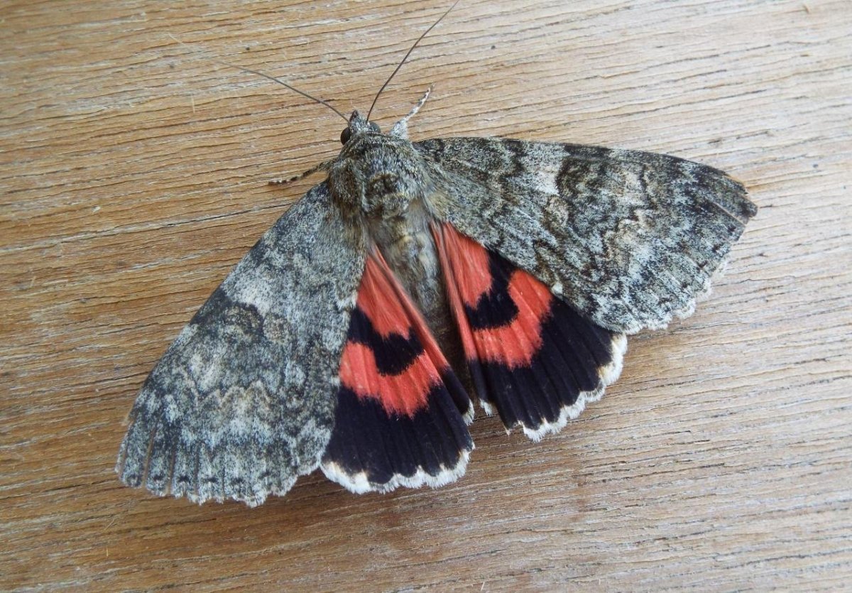 Яйца бабочки Калиго