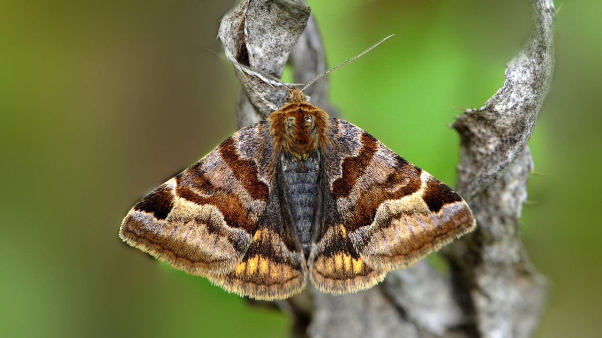 Бабочка Пяденица Уссурийская