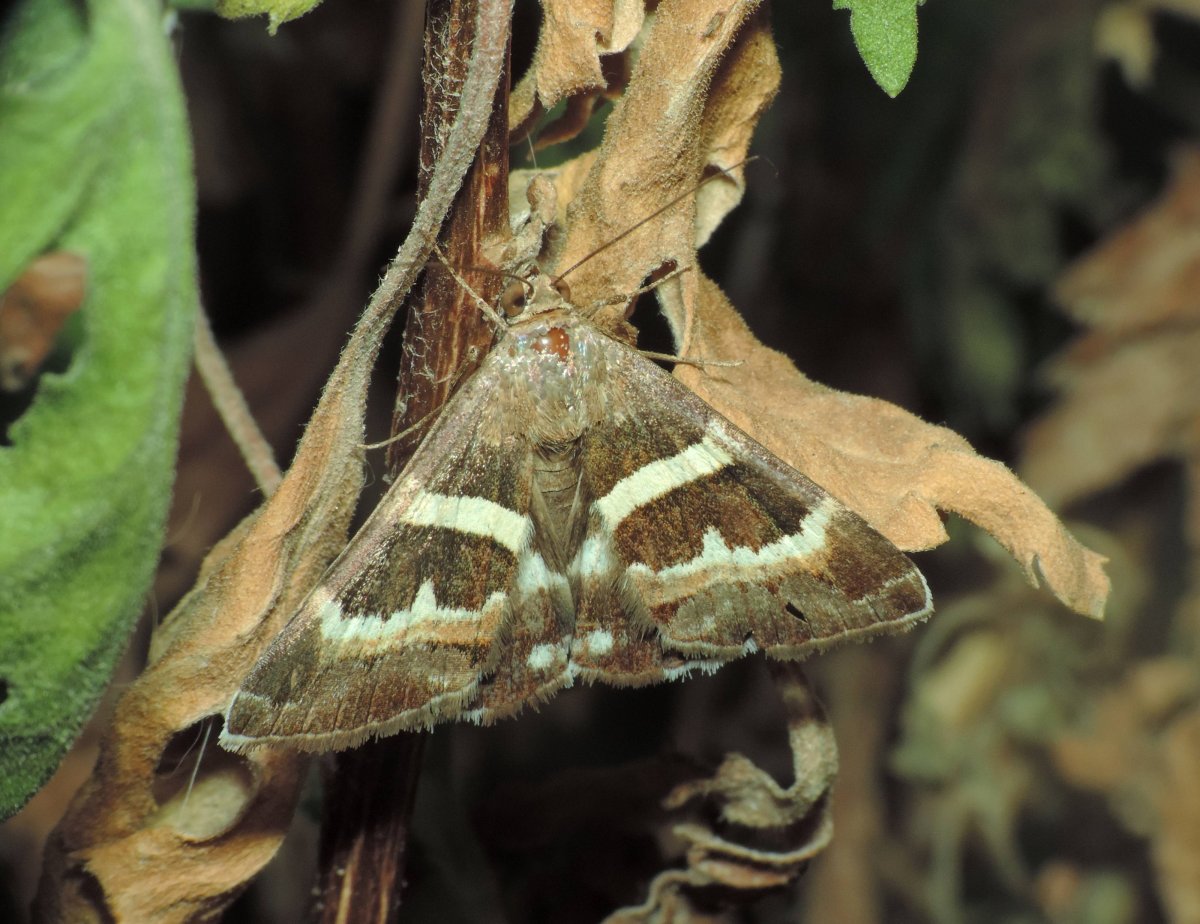 Ивовая Ленточница бабочка