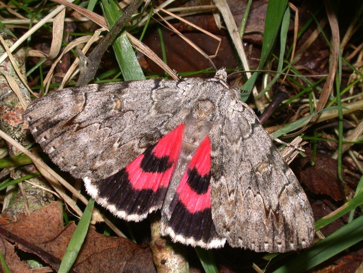 Голубая Ленточница бабочка
