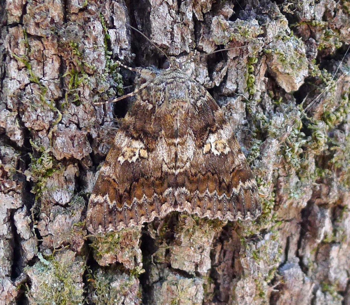 Бабочка Медведица Даурская