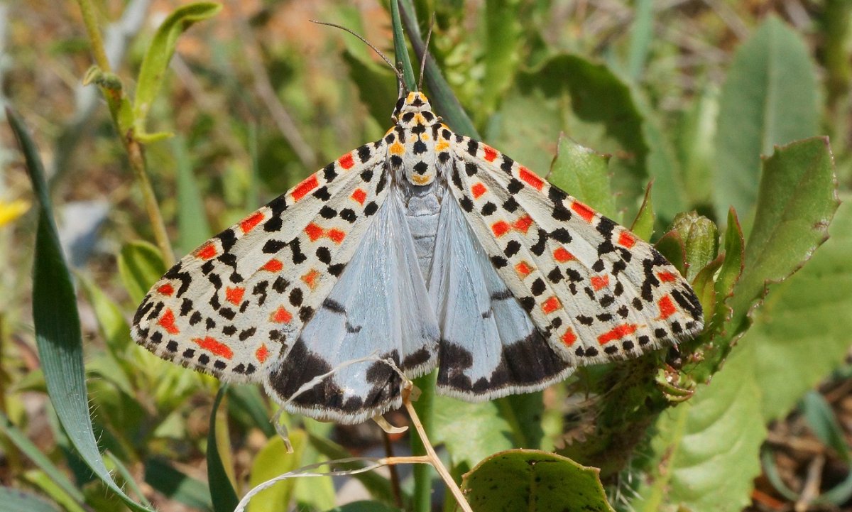 Ленточница Ивовая