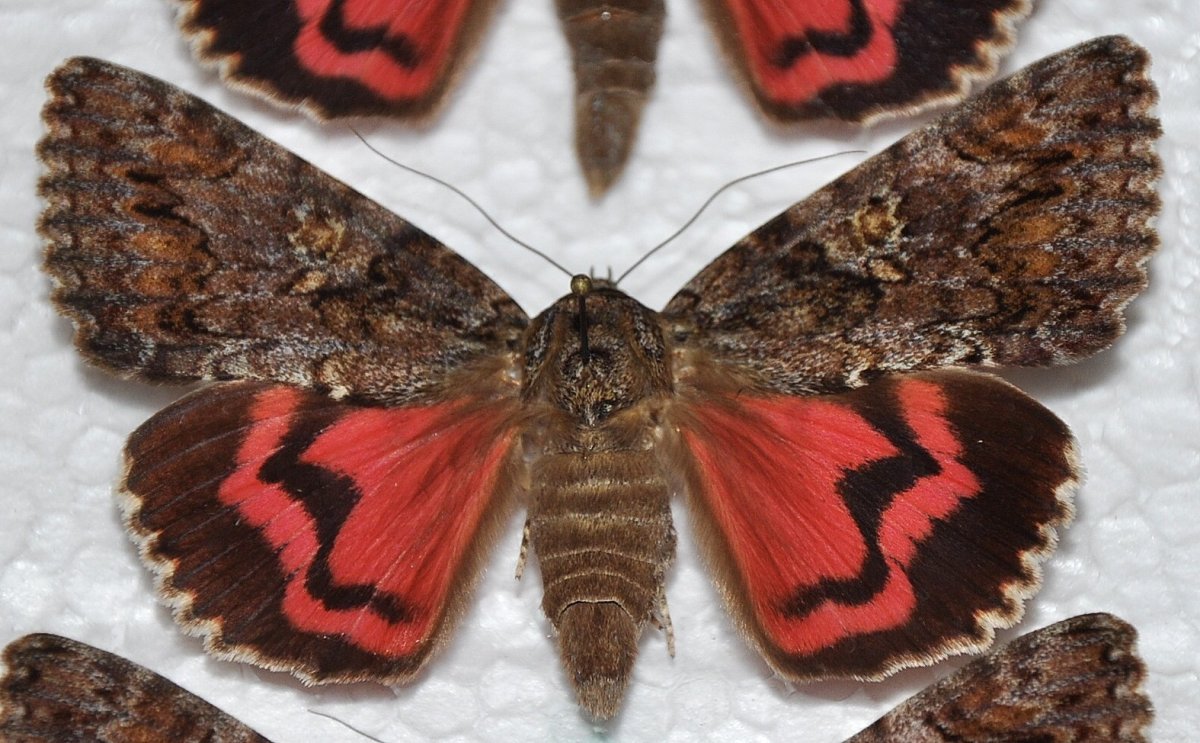 Бабочка Сатурния Павлиноглазка