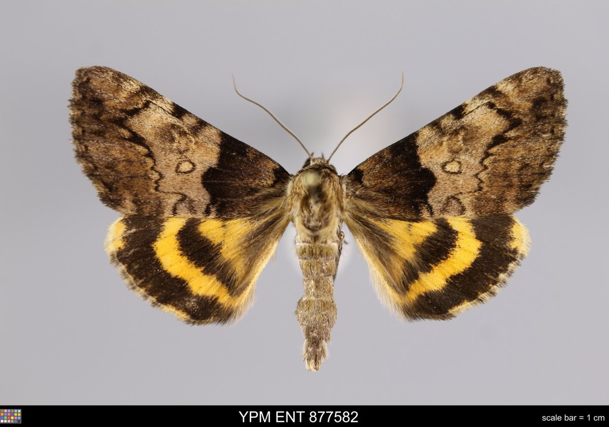 Голубая Ленточница Чернобыль