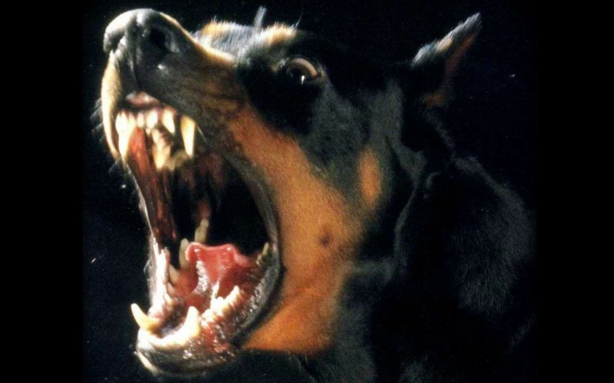 Доберман рычит