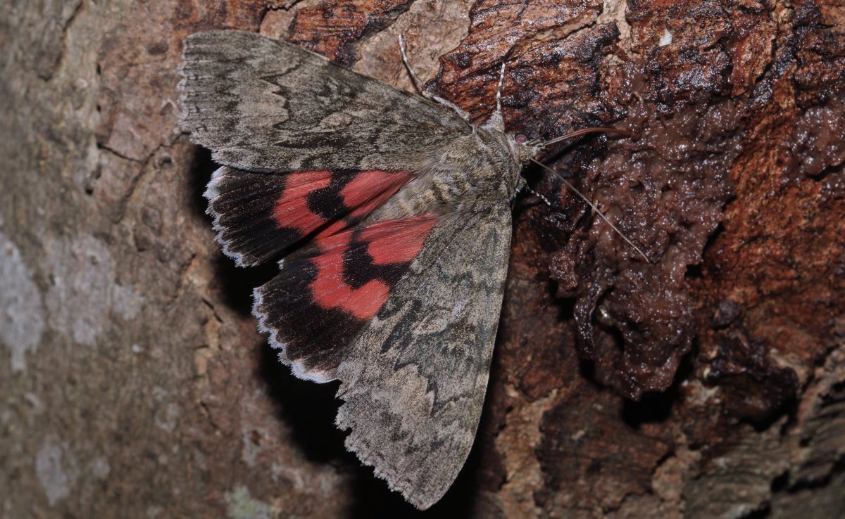 Голубая Ленточница бабочка