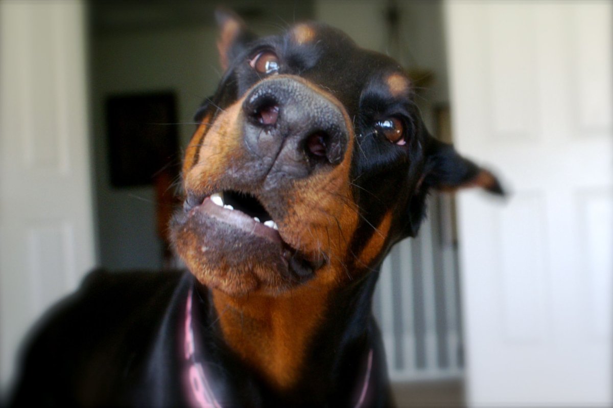 Зубы добермана