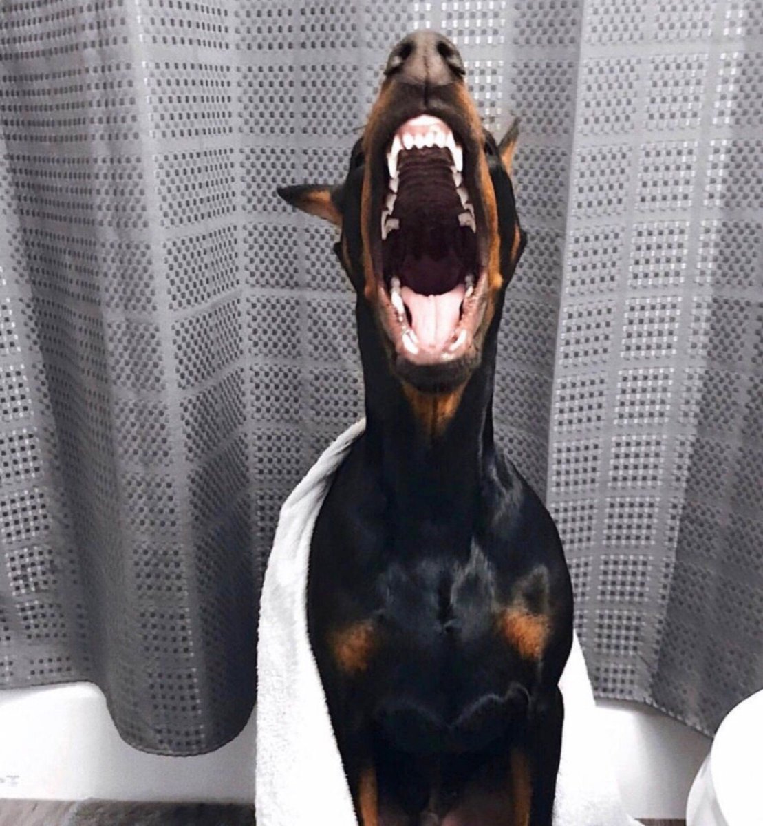 Собака Доберман лает