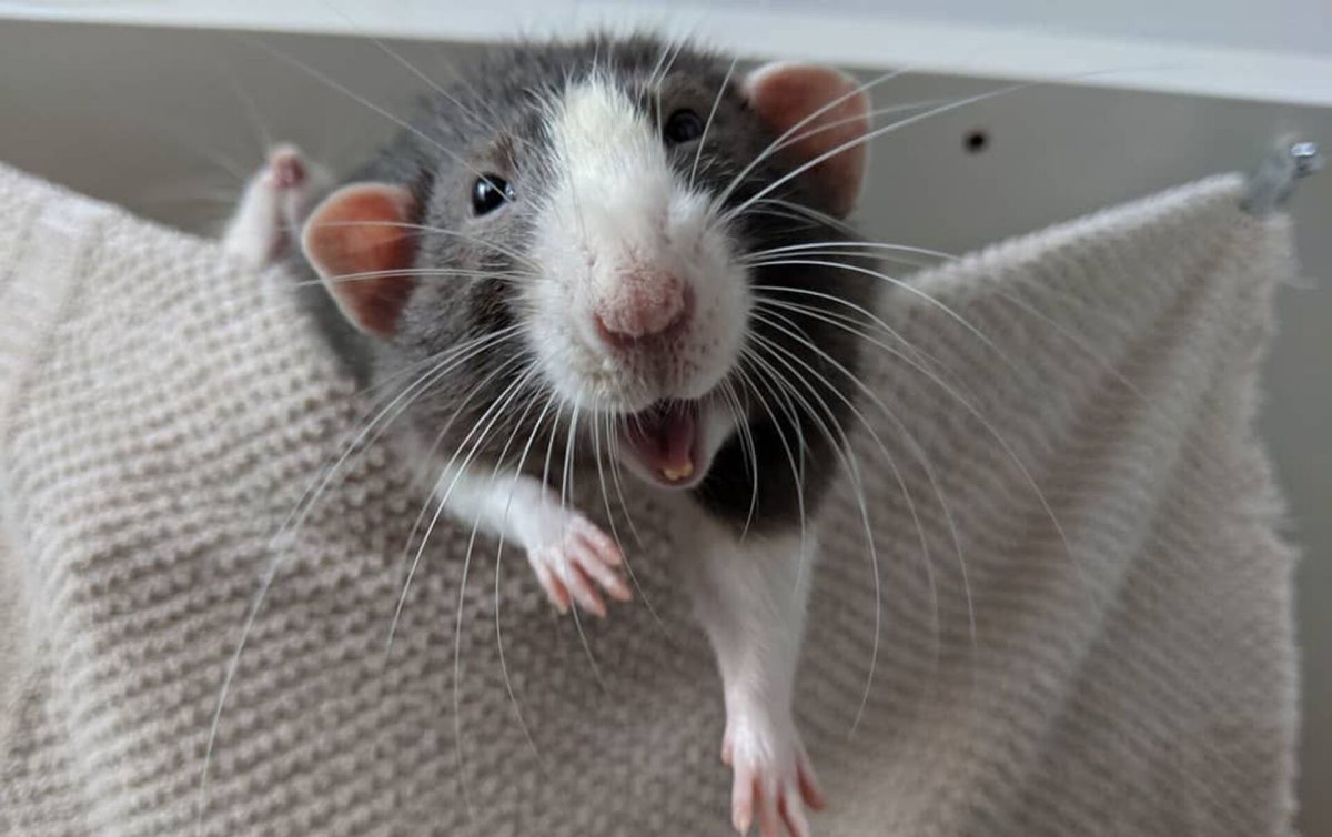 Довольная крыса