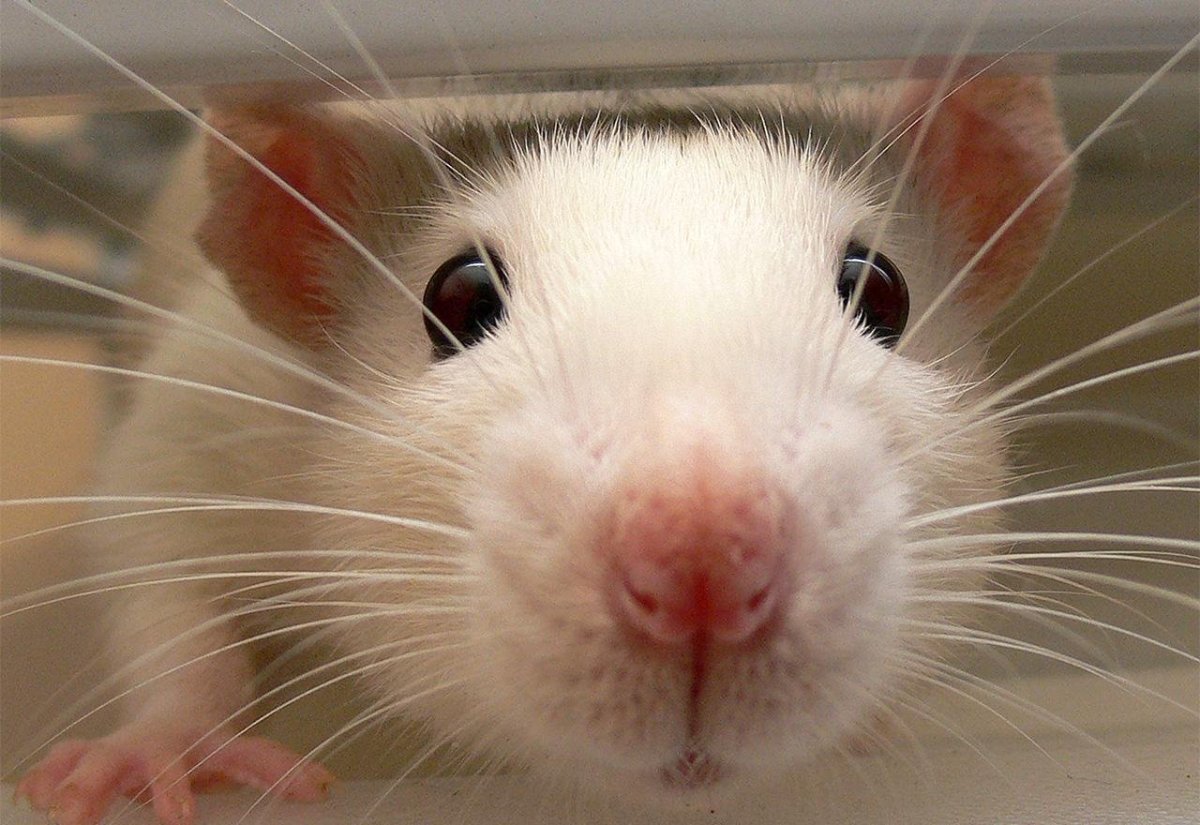 Мордочка крыски