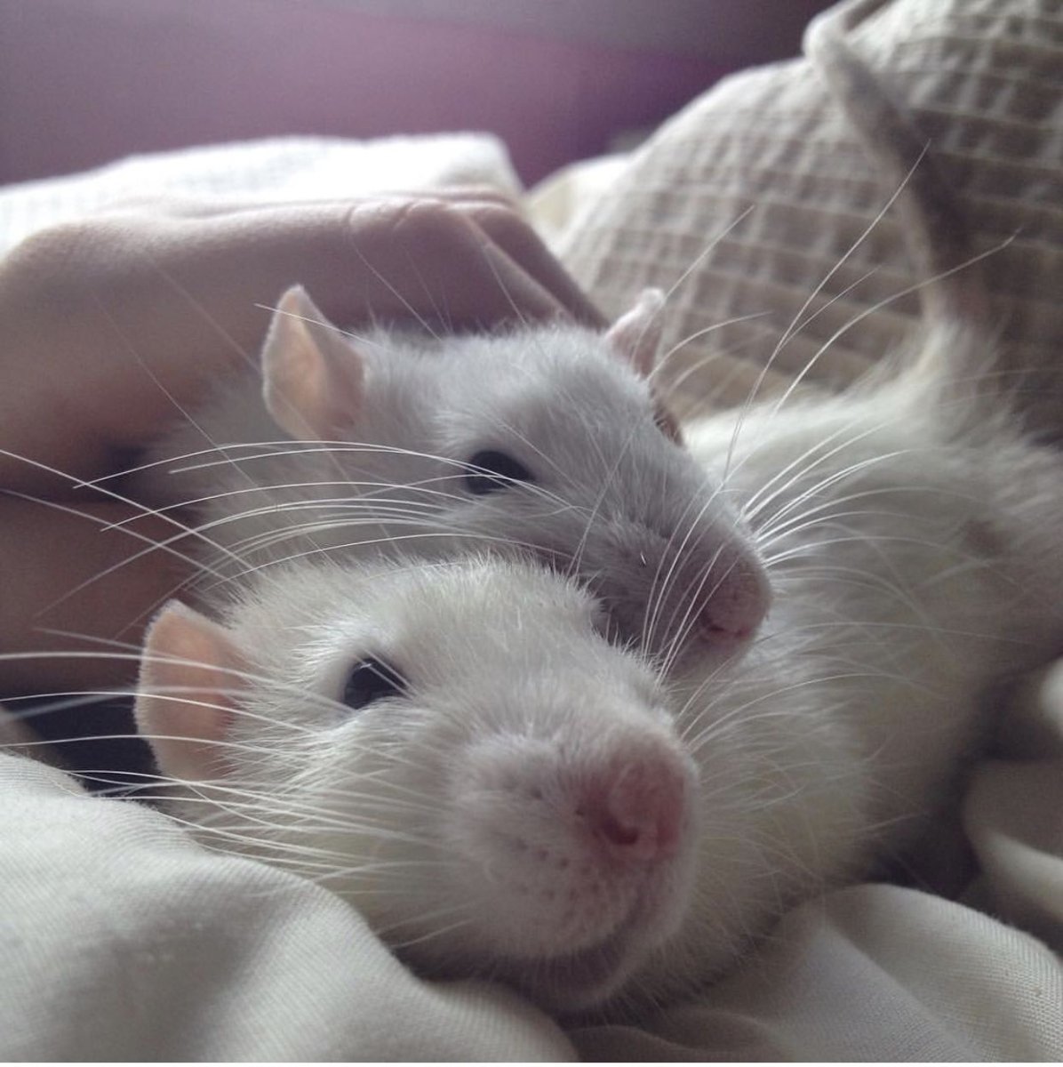 Милые крыски Эстетика