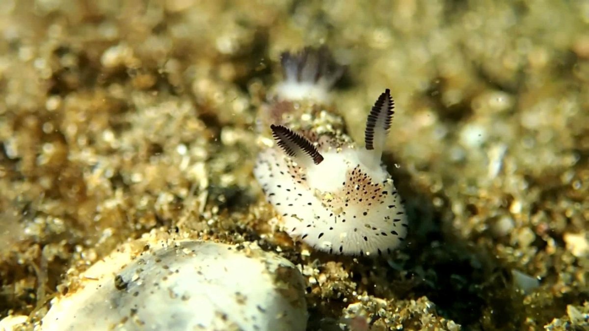 Jorunna Parva