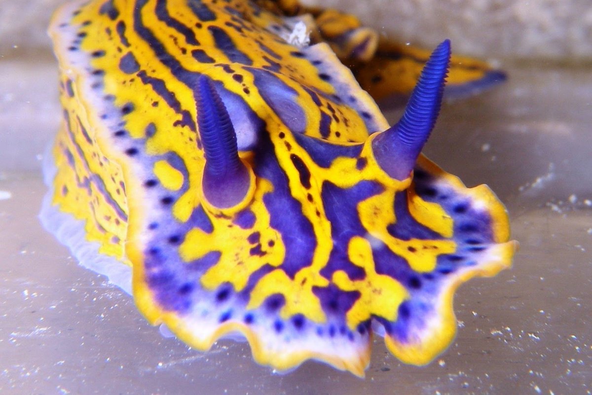 Jorunna Parva