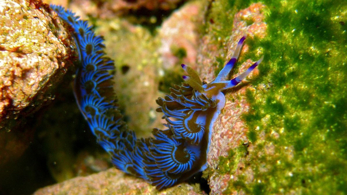 Nembrotha cristata