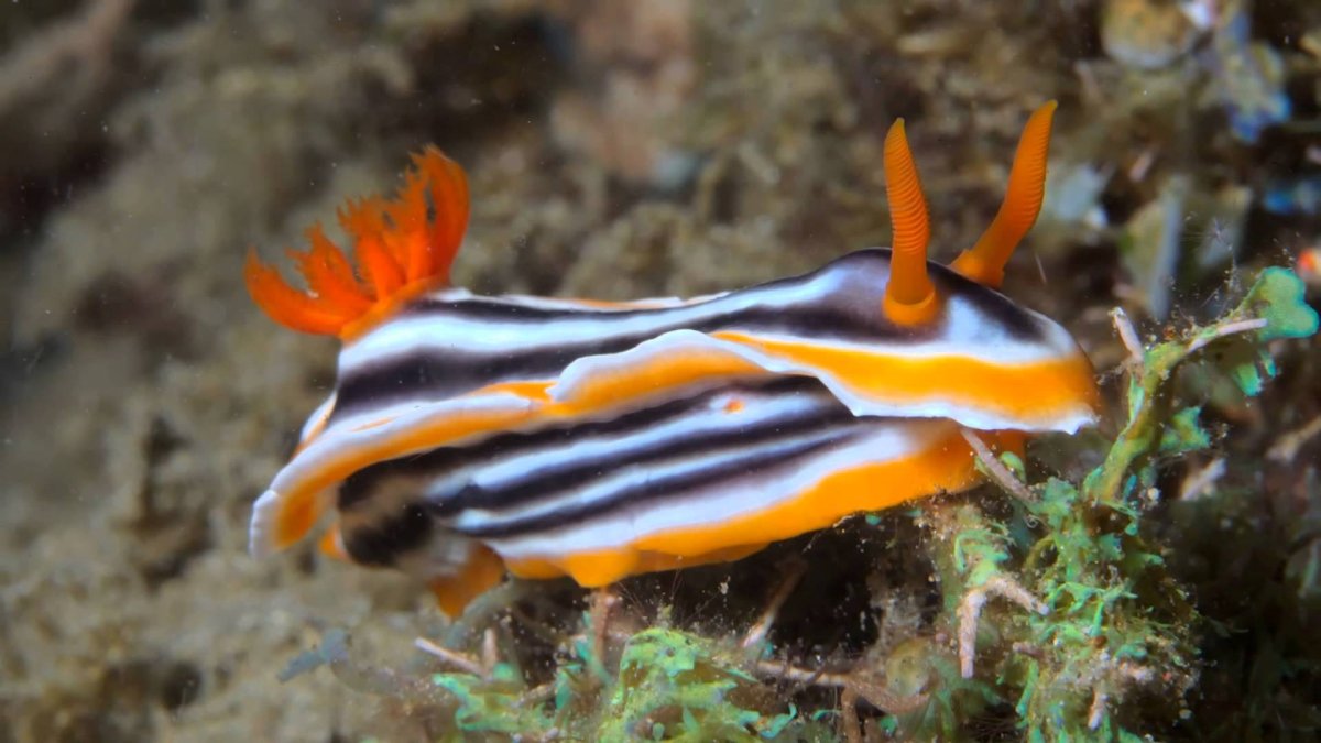 Морские брюхоногие моллюски морские