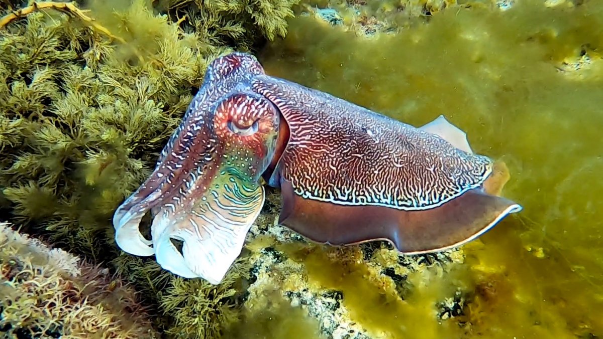 Морской кролик
