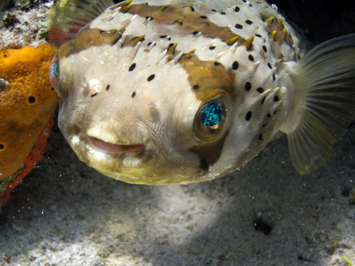 Chimaera monstrosa