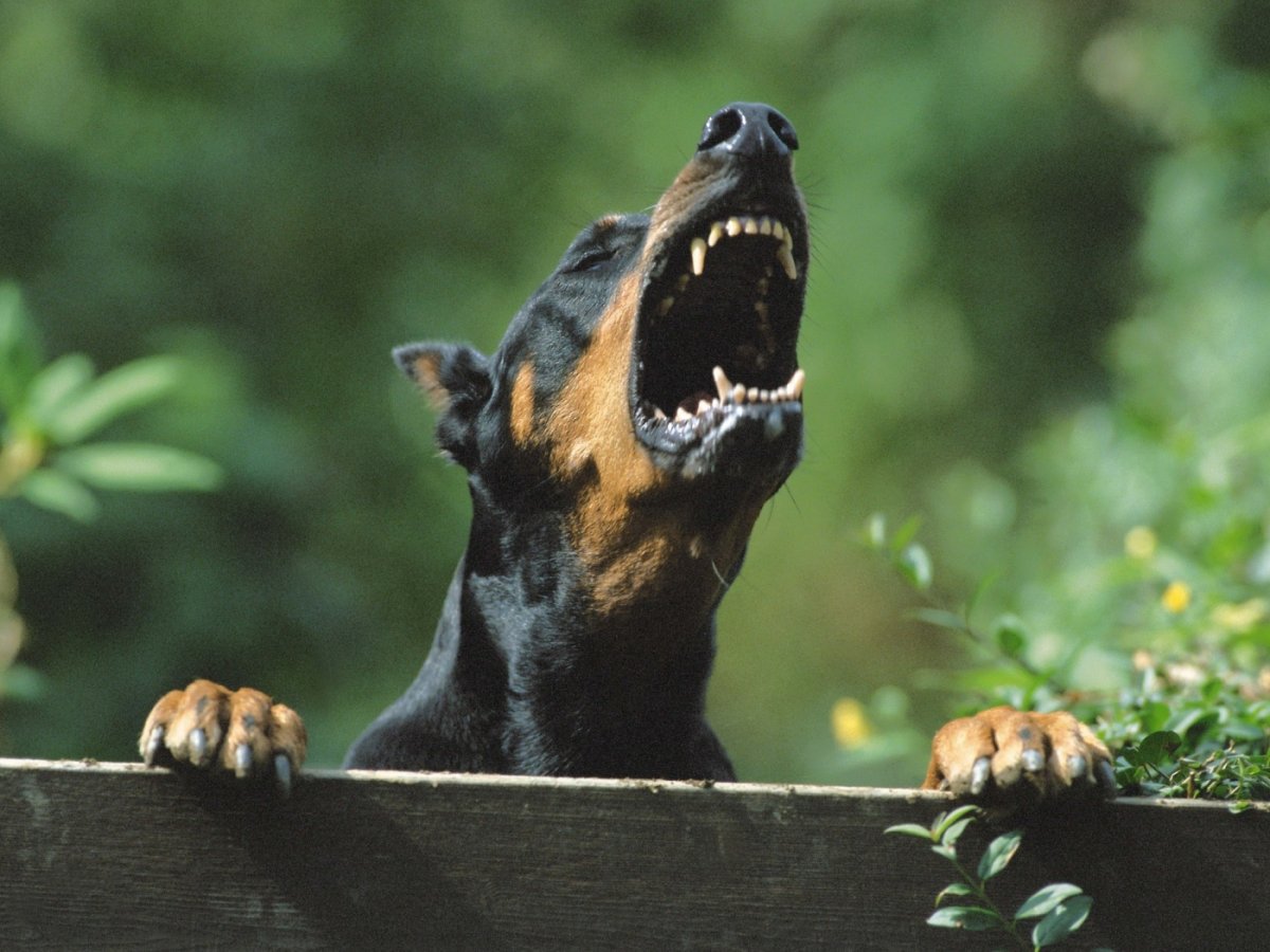 Отто Геллер Доберман