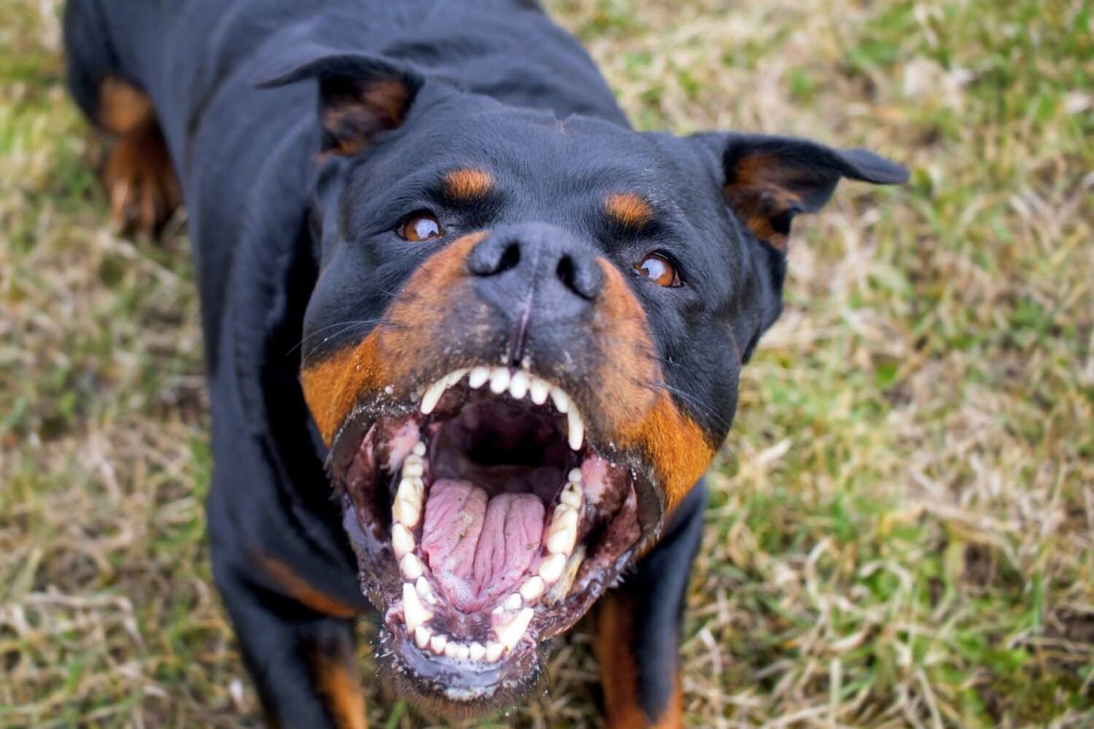 Ротвейлер Бьюдель