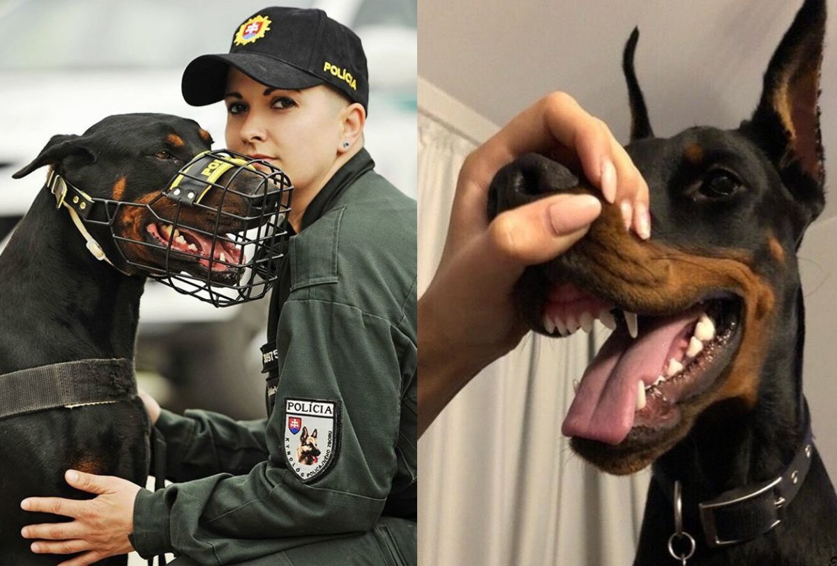 Ролан Амстюц Доберман