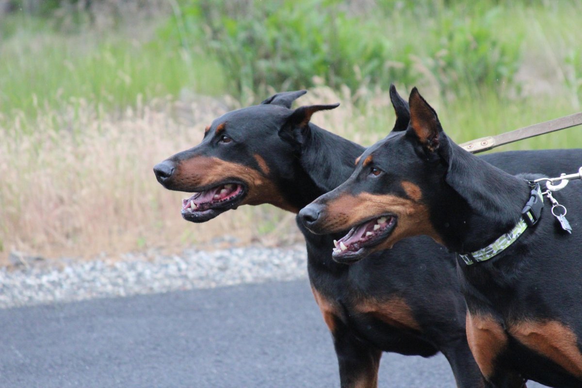 Доберман оскал