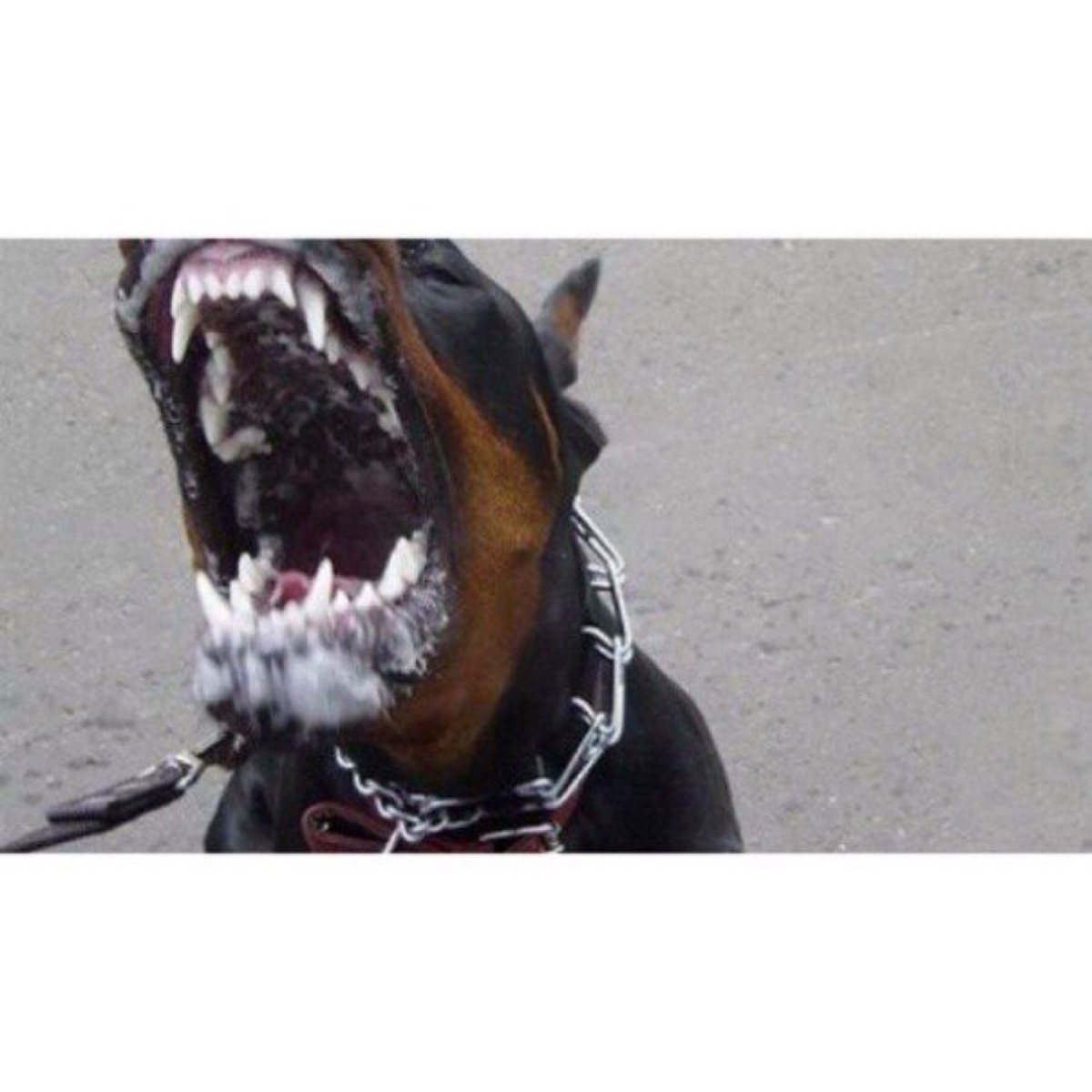 Пасть добермана