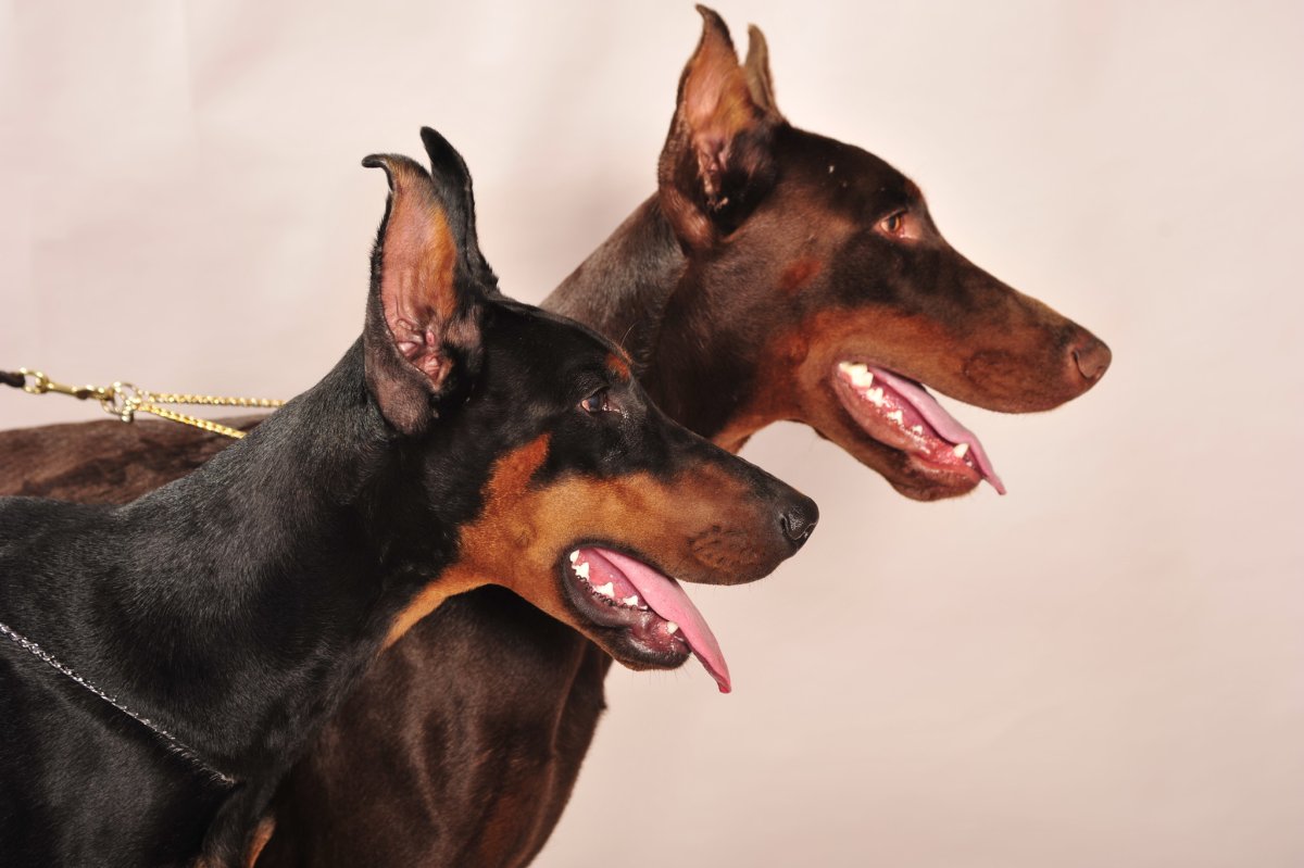 Доберман пинчер злой