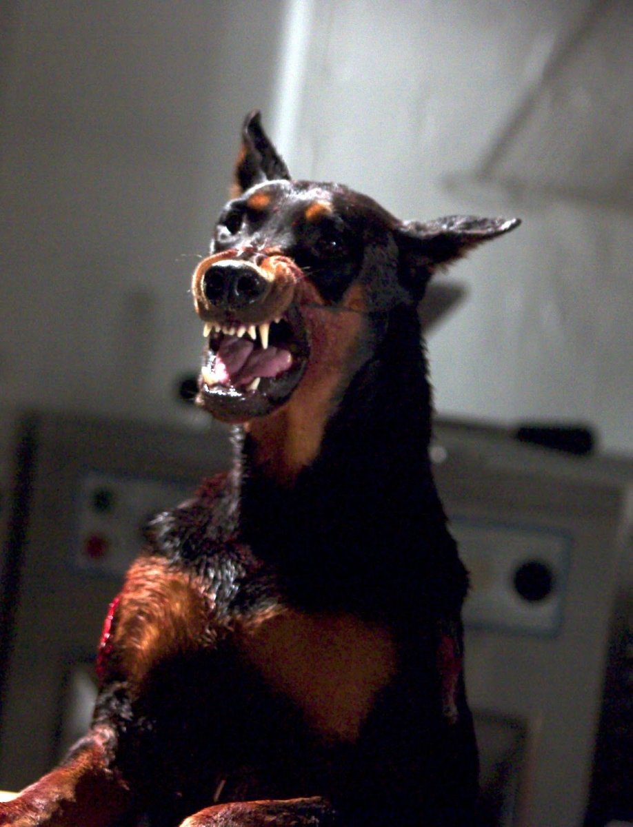 Доберман пинчер злой