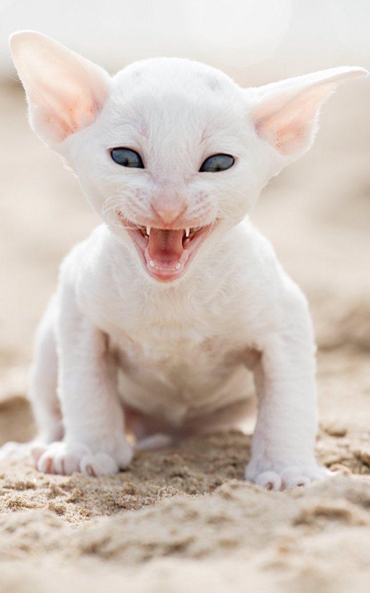 Корниш рекс маленький