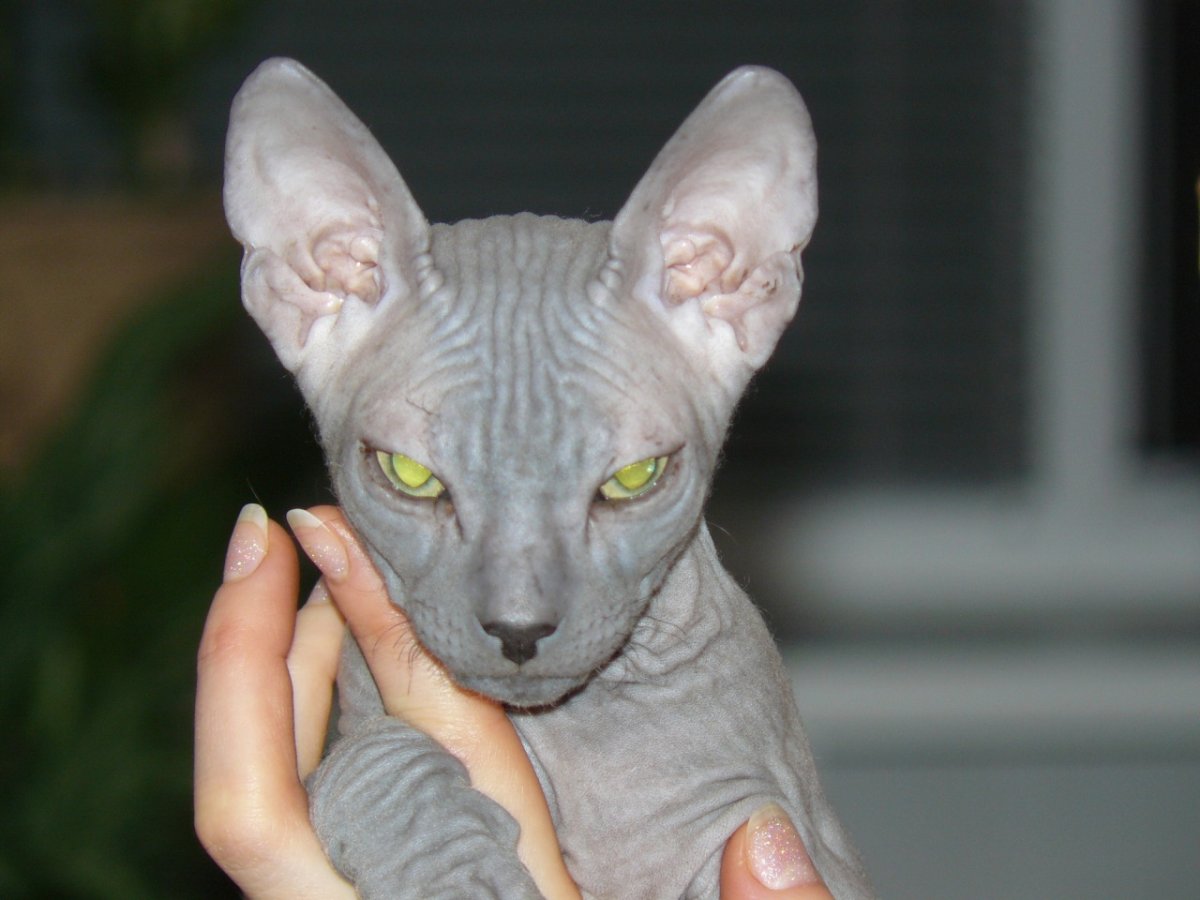 Кот Донской сфинкс серо белого окраса