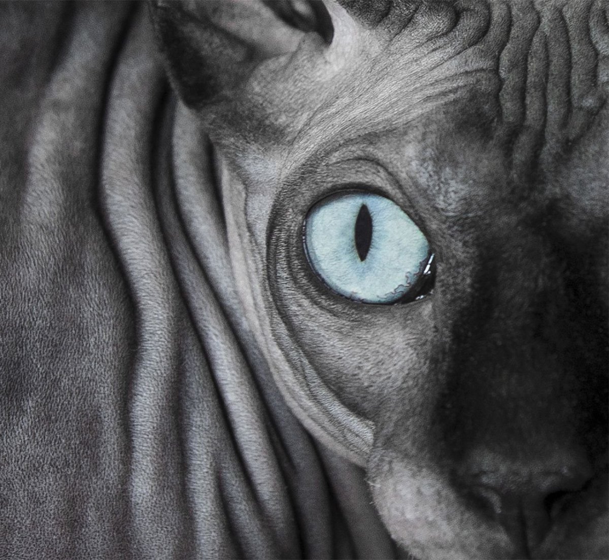 Сфинкс на заставку