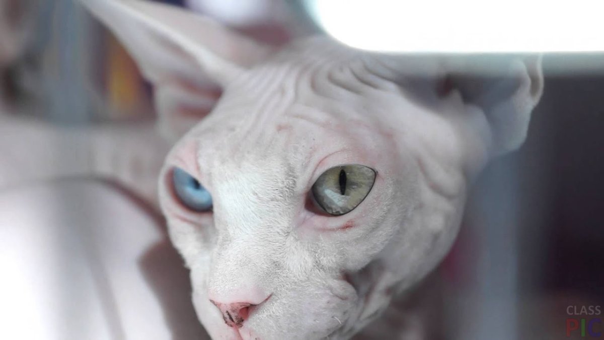 Сфинкс кошка