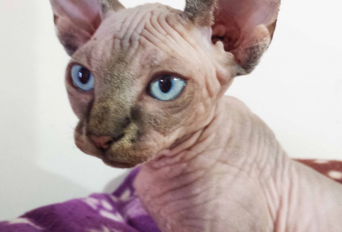 Красивые Канадские сфинксы