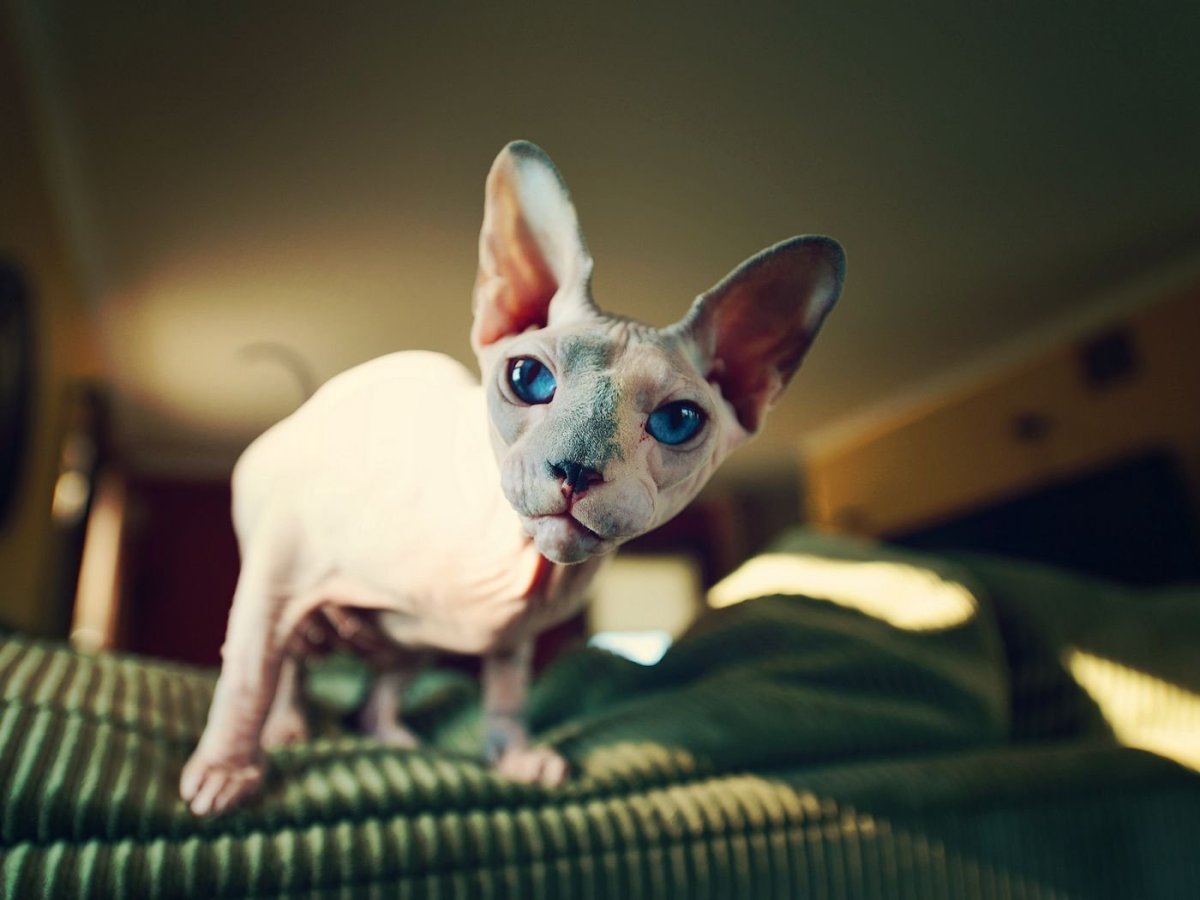 Канадский сфинкс черный голубоглазый