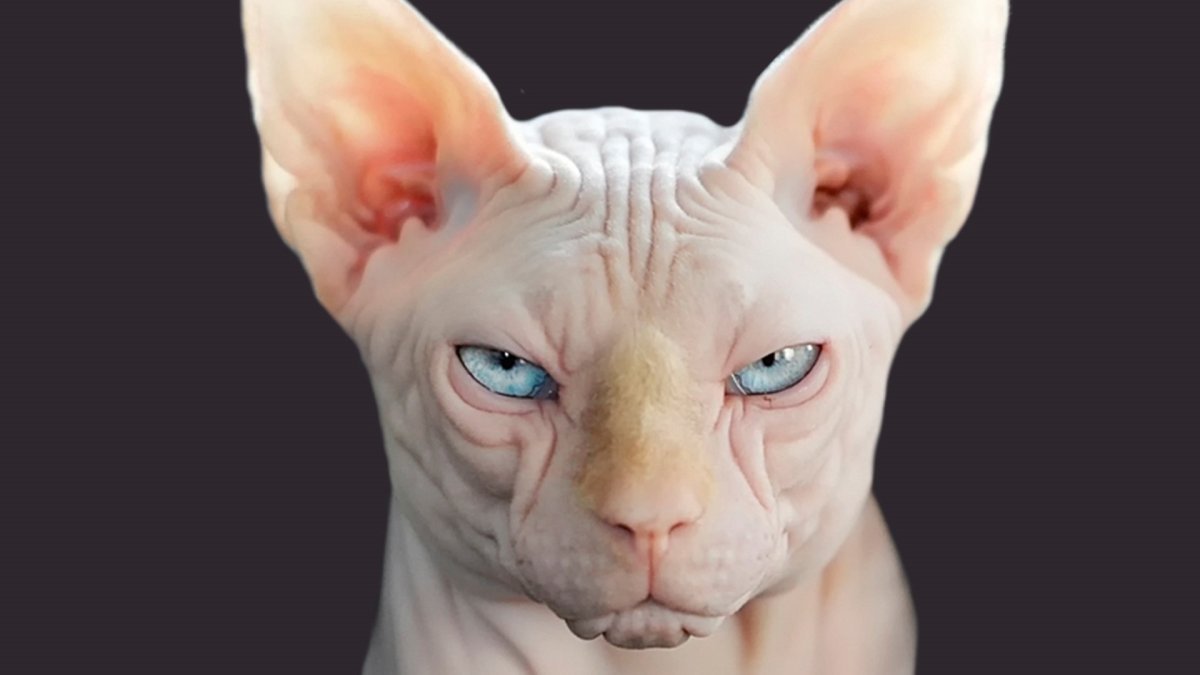 Сфинкс кошка