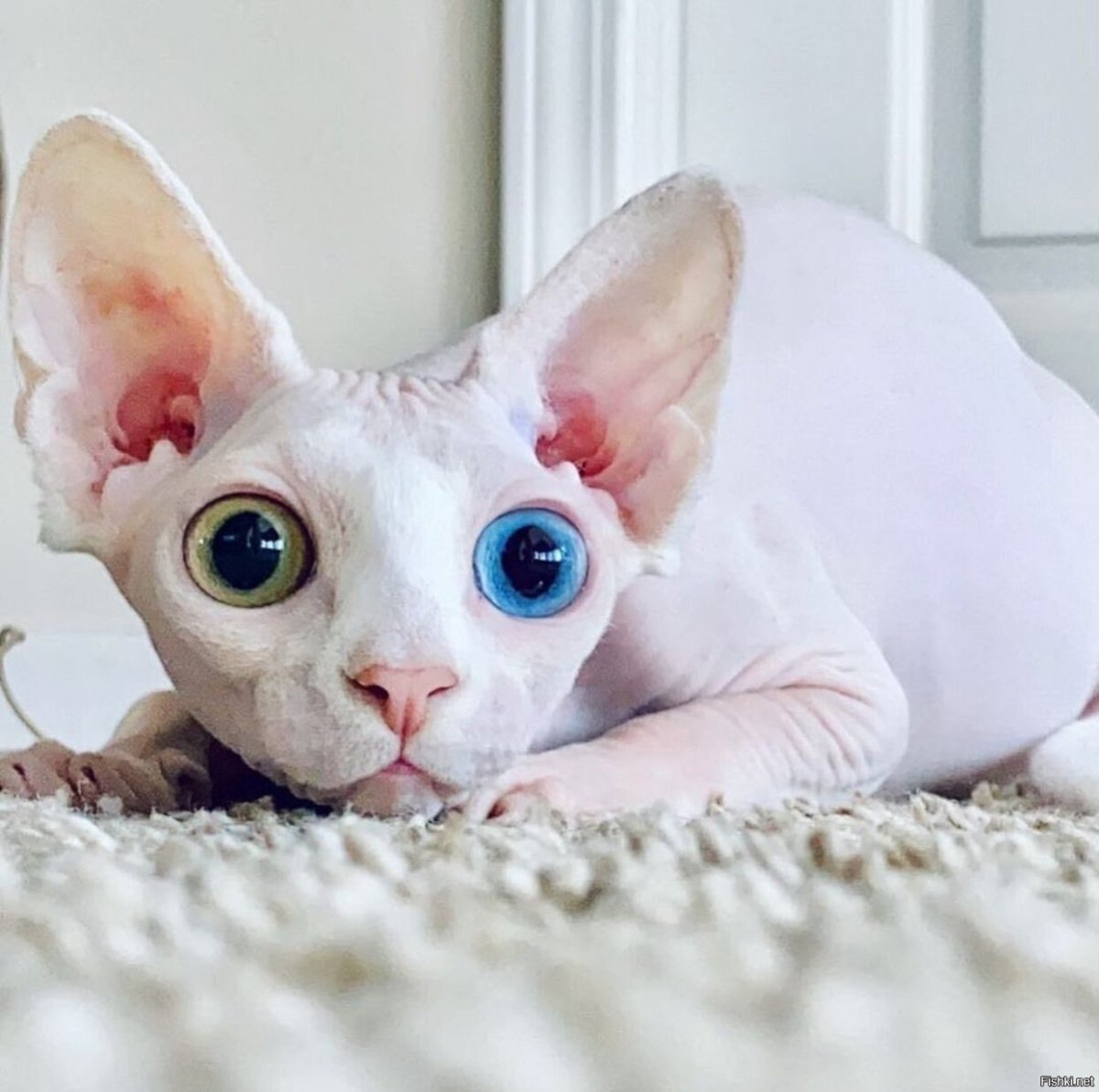 Сфинкс кошка белая