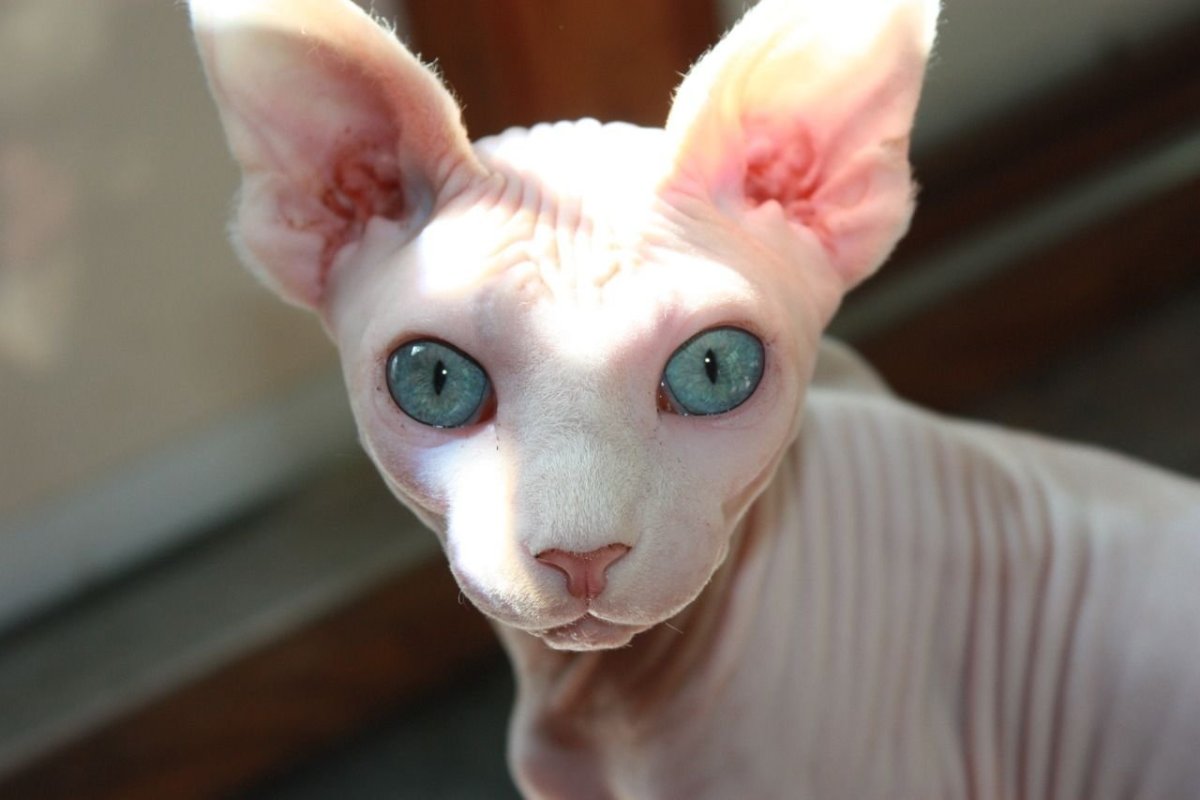 Девон рекс гетерохромия