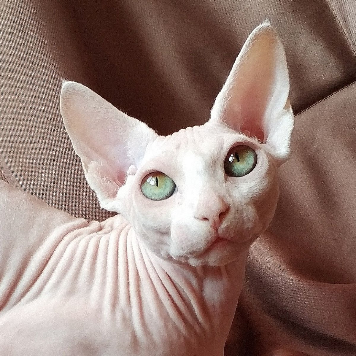 Донской сфинкс Эльф