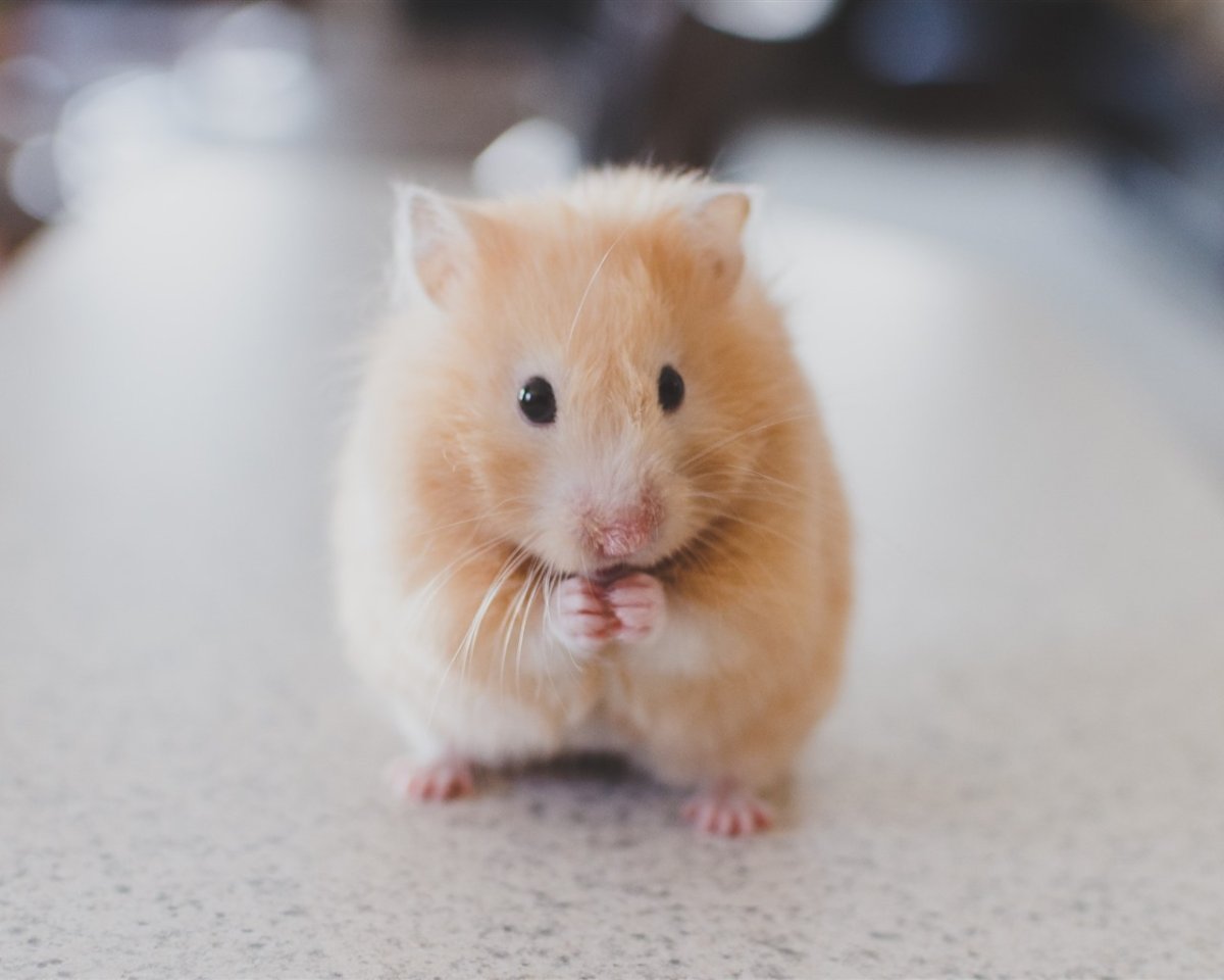 Сибирский хомяк персиковый